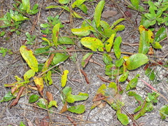 Geobalanus oblongifolius