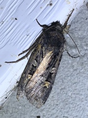 Actebia fennica