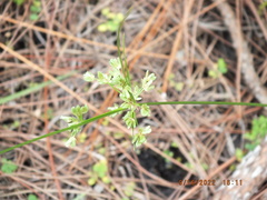Cyperus surinamensis