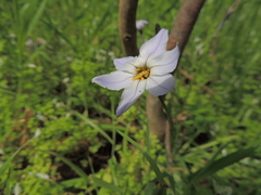 Ipheion uniflorum