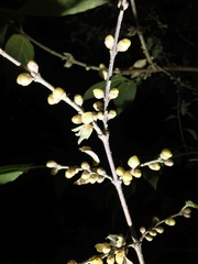 Chimonanthus praecox