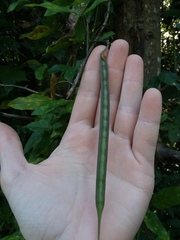 Centrosema arenicola