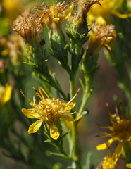 Ericameria pinifolia