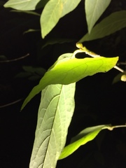 Chimonanthus praecox