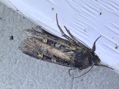 Actebia fennica