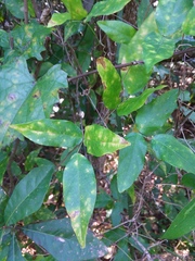 Centrosema arenicola