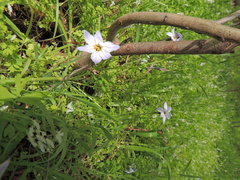 Ipheion uniflorum