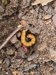 Tenebrioninae
