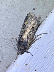 Actebia fennica