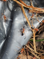 Camponotus consobrinus