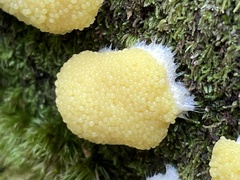 Tubifera