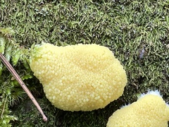 Tubifera