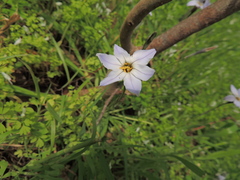 Ipheion uniflorum