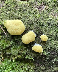 Tubifera