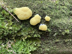 Tubifera
