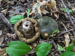 Lactarius atroviridis