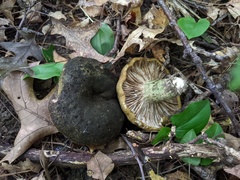 Lactarius atroviridis