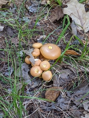 Pholiota