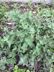 Nepeta × faassenii