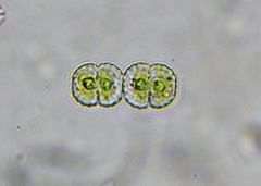 Cosmarium punctulatum