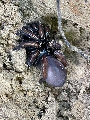 Atypidae