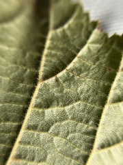Stigmella betulicola