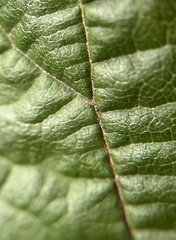 Stigmella betulicola