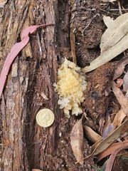 Tremella fuciformis