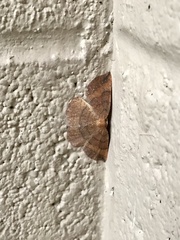 Apodrepanulatrix liberaria