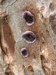Trichaptum fuscoviolaceum