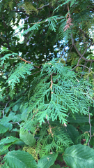 Thuja occidentalis