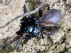 Atypidae