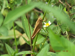 Schistocerca damnifica