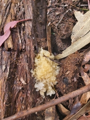 Tremella fuciformis