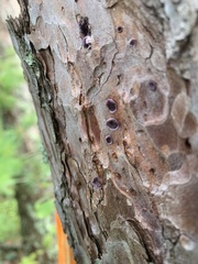 Trichaptum fuscoviolaceum