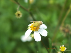 Chlorotabanus crepuscularis
