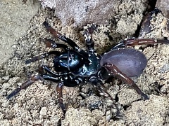 Atypidae
