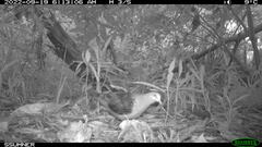 Chalcophaps longirostris