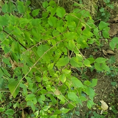 Celtis tenuifolia