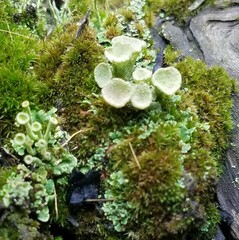 Cladonia chlorophaea