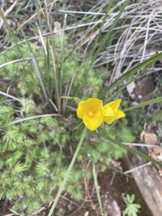 Patersonia umbrosa