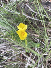 Patersonia umbrosa