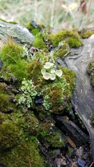 Cladonia chlorophaea