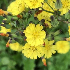 Youngia japonica