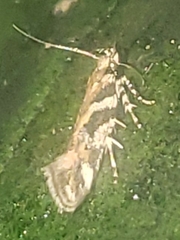 Aristotelia roseosuffusella