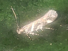 Aristotelia roseosuffusella