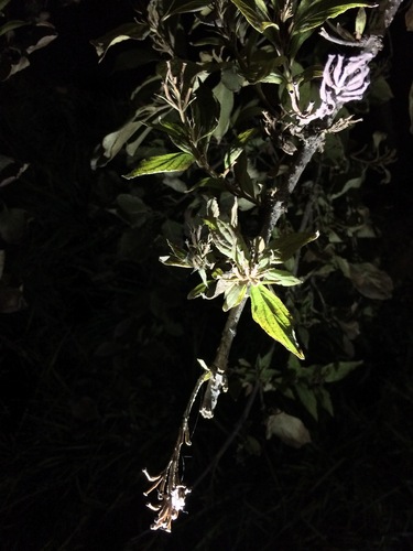 Weigela coraeensis iNat (3)