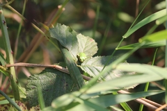 Pseudacris regilla