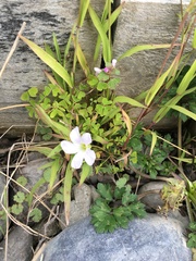 Oxalis