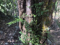 Everistia vacciniifolia nervosa